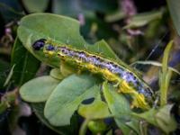 Buchsbaumzünsler Raupe